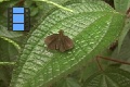 Scene 19_hssflight_HESPERIIDAE moving around leafs